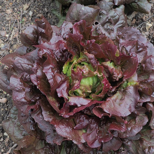 Lettuce Florine Red